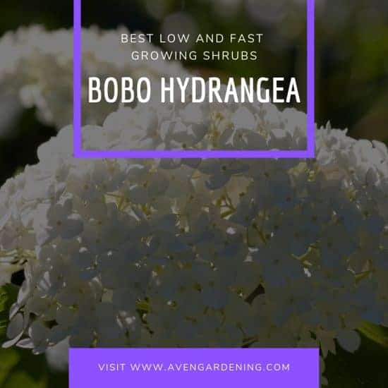 Bobo Hydrangea