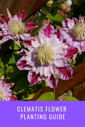 Clematis Flower Planting Guide