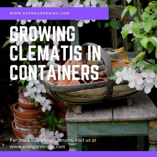 Growing Clematis in Containers