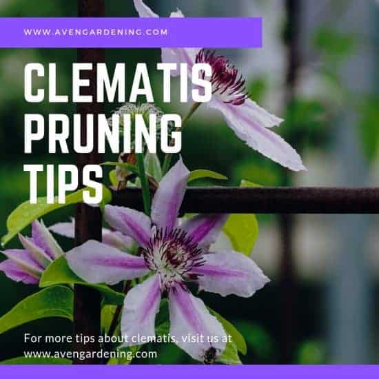 Pruning Tips