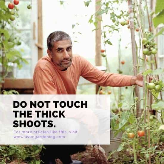 Do not touch the thick shoots.