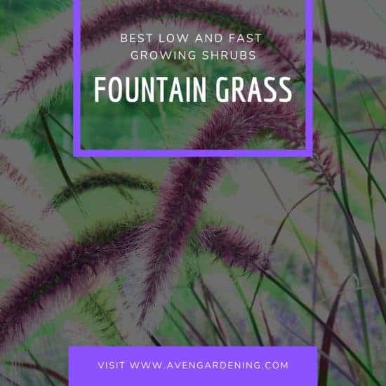 Fountain grass