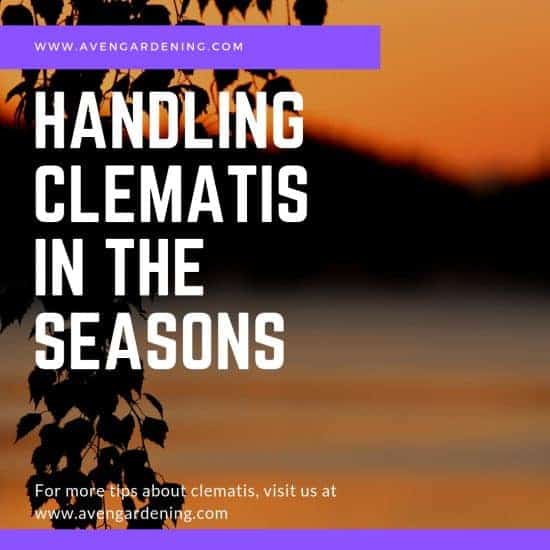 Handling Clematis in the Seasons