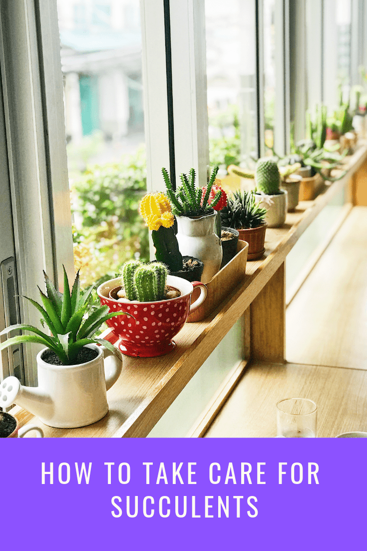 How to Take Care For Succulents