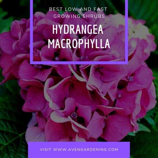 Hydrangea Macrophylla (Hydrangea)