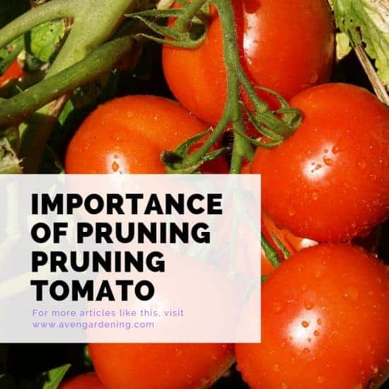 Importance of pruning tomato plants