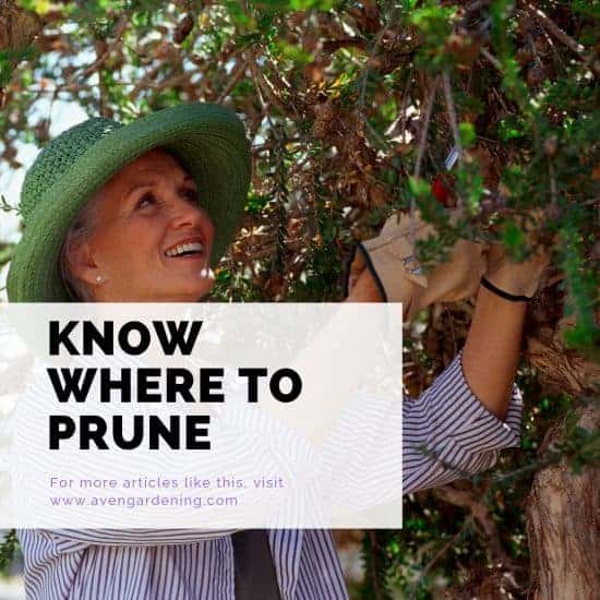 Know where to prune