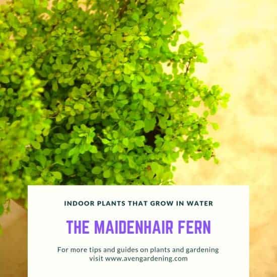 The Maidenhair Fern 