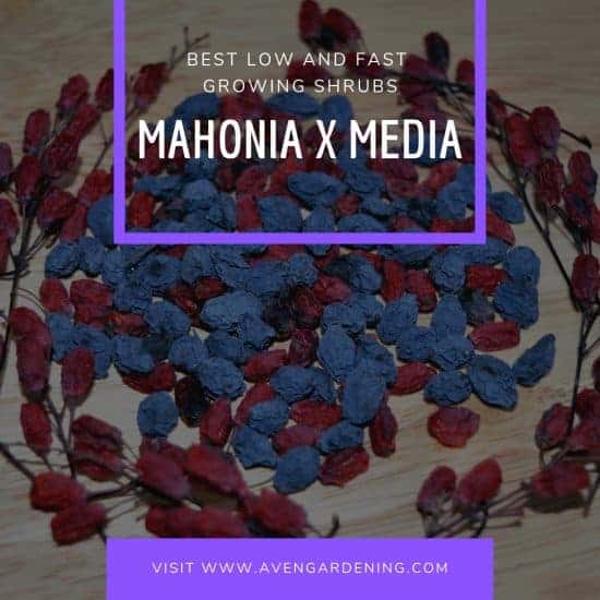 Mahonia x Media (Oregon Grape)