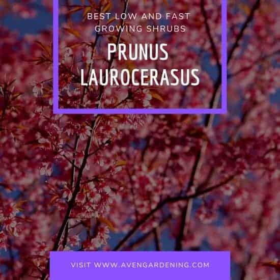 Prunus Laurocerasus (Cherry Laurel)