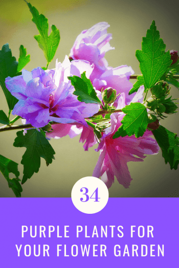 Purple Plants For Your Flower Garden