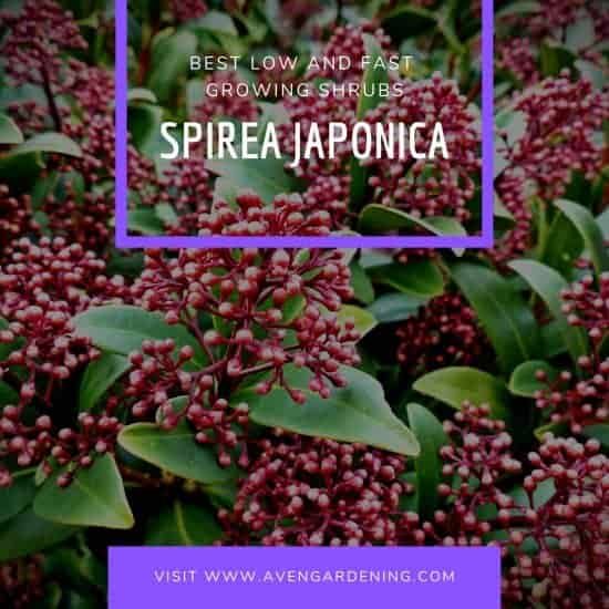 Spirea Japonica (Japanese Spirea)