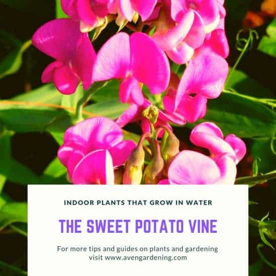 The sweet potato vine