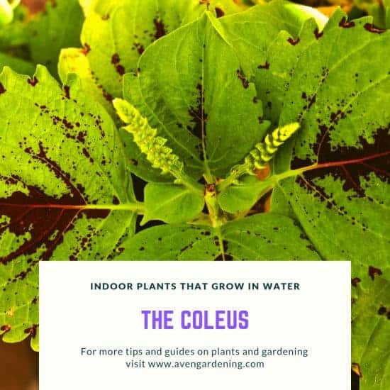 The Coleus 