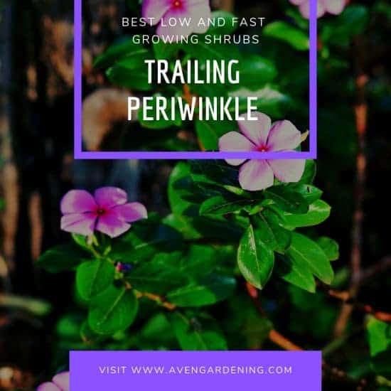 Trailing Periwinkle (Vinca Minor)