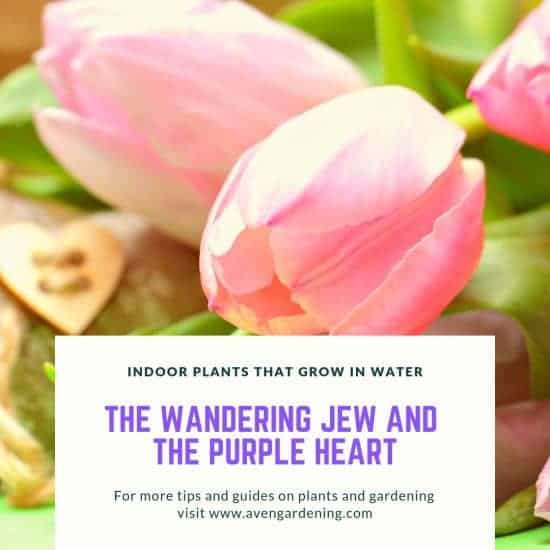 The Wandering Jew and the Purple Heart