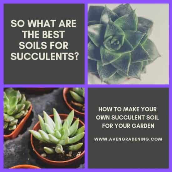 So what are the best soils for succulents?