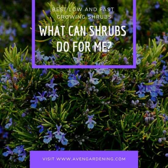 What can shrubs do for me?