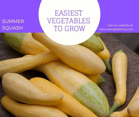 Summer Squash