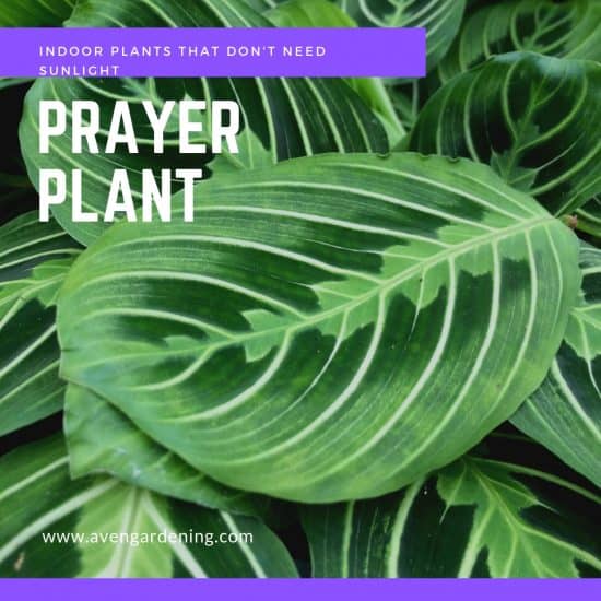 Prayer Plant