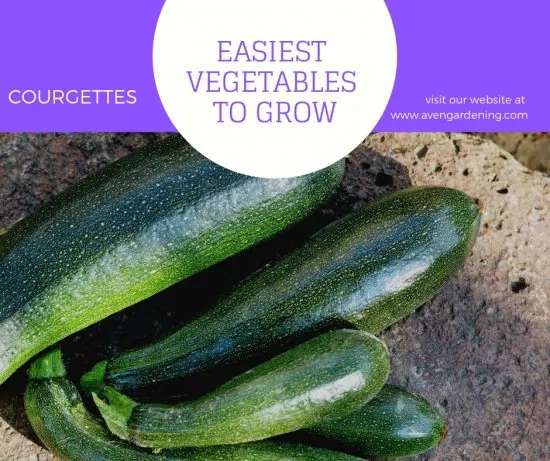 Courgettes