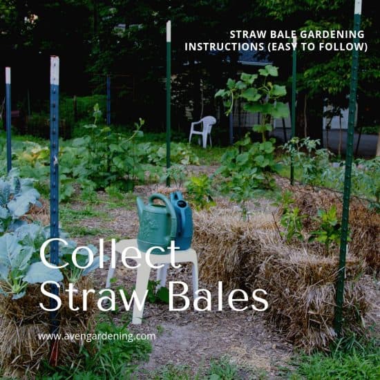 Straw Bale Gardening Instructions Easy To Follow Aven Gardening