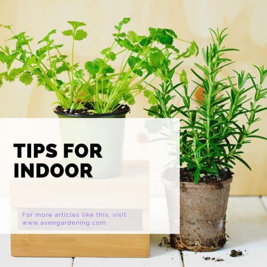 Tips for Indoor