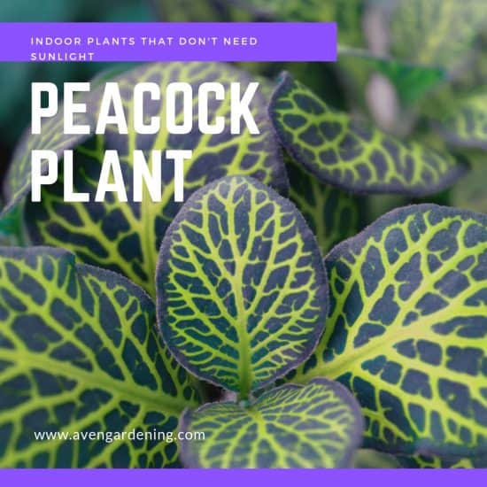 Peacock Plant