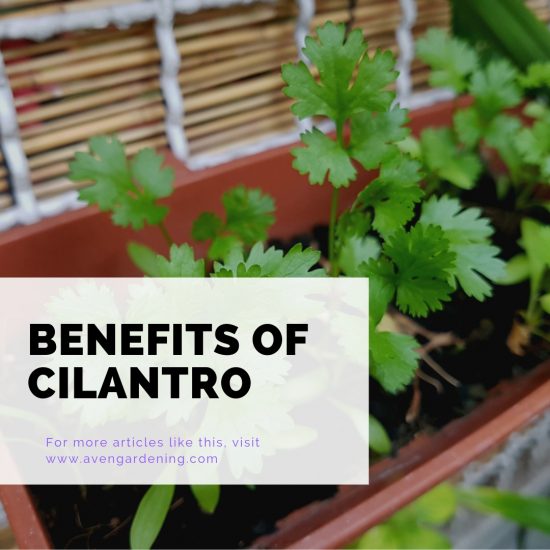 Benefits of Cilantro