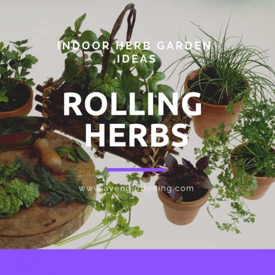 Rolling Herbs