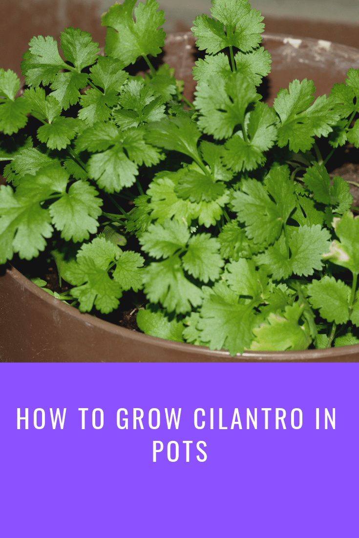 How To Grow Cilantro In Pots Aven Gardening,Pumpernickel Fortnite