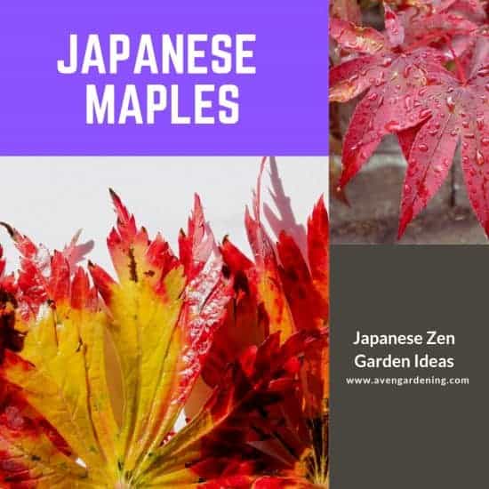 Japanese Maples 