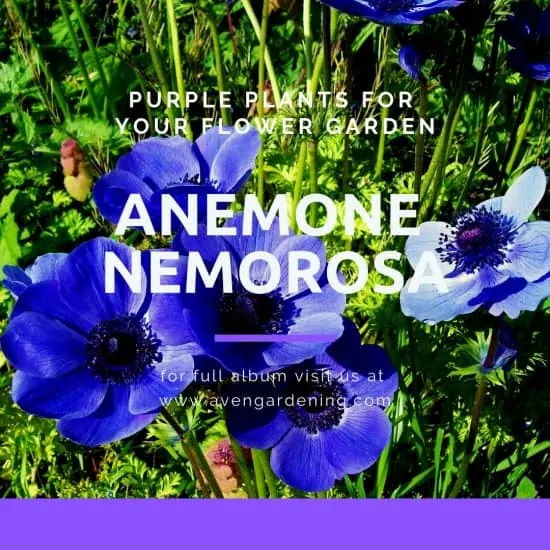 Anemone Nemoros