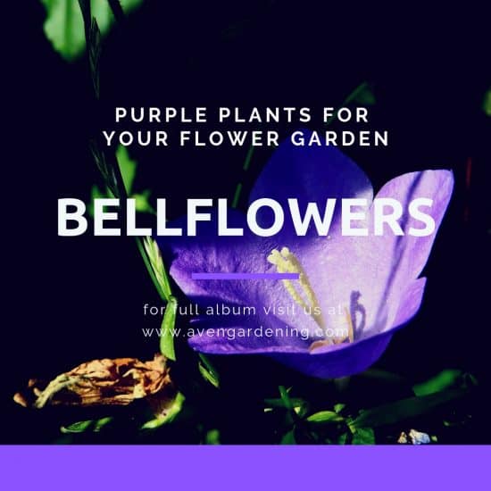 Bellflowers