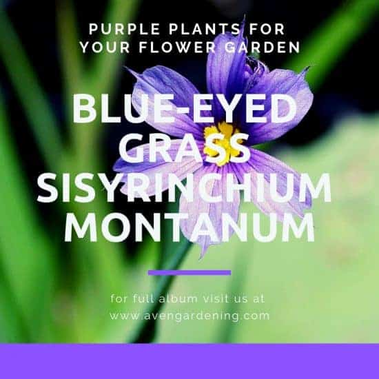 Blue Eyed Grass Sisyrinchium Montanum