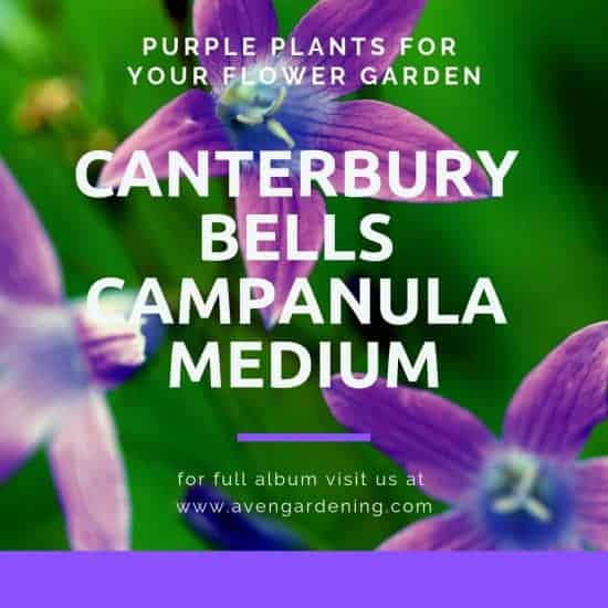 Canterbury Bells Campanula Medium