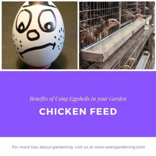 Chicken Feed 