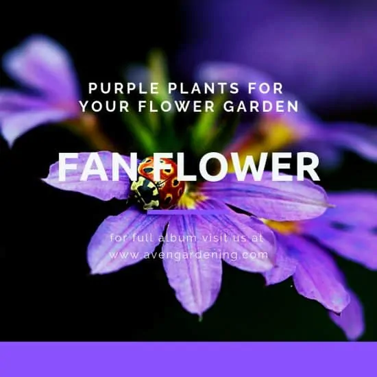Fan Flower