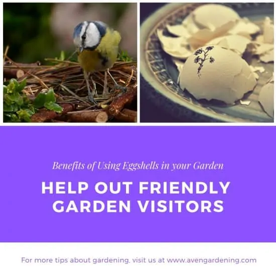 Help Out Friendly Garden Visitors 