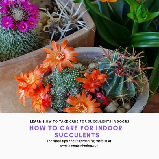 How to Take Care for Succulents Indoors