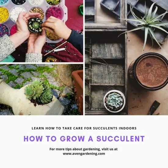 How to grow a Succulent