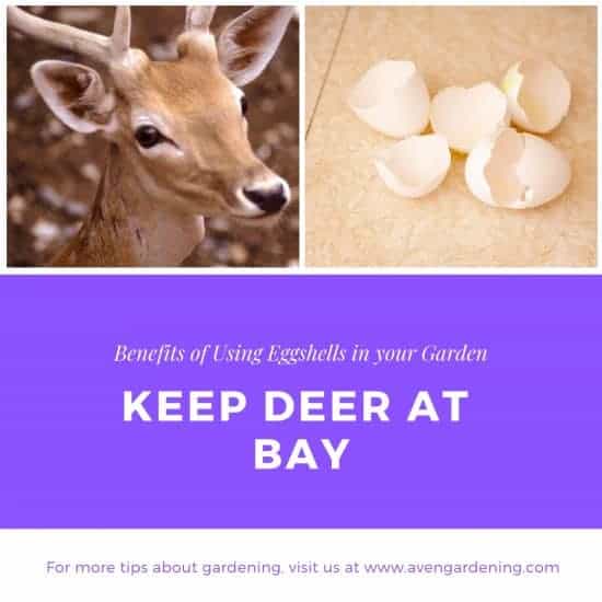 Keep Deer at Bay