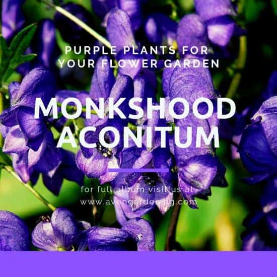 Monkshood Aconitum