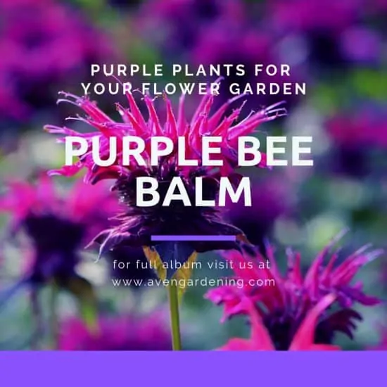Purple Bee Balm