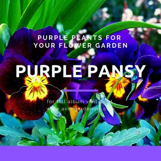 Purple Pansy