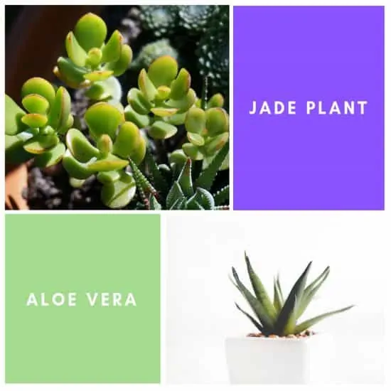Jade Plant and Aloe Vera