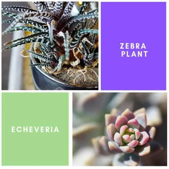 Zebra Plant and Echeveria