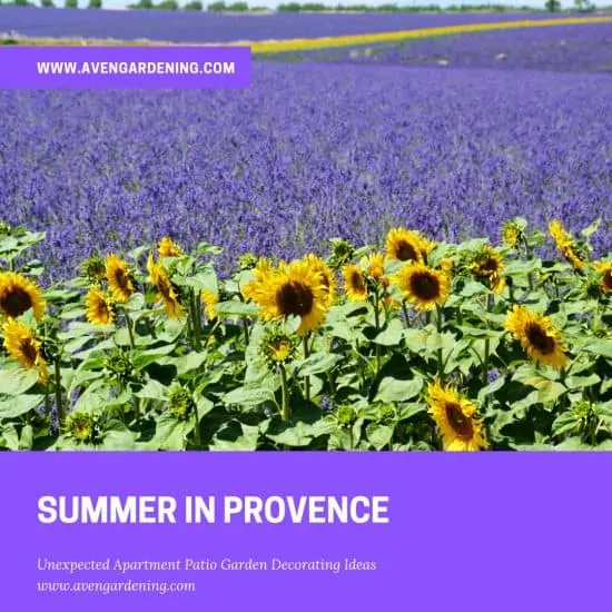 Summer Provence
