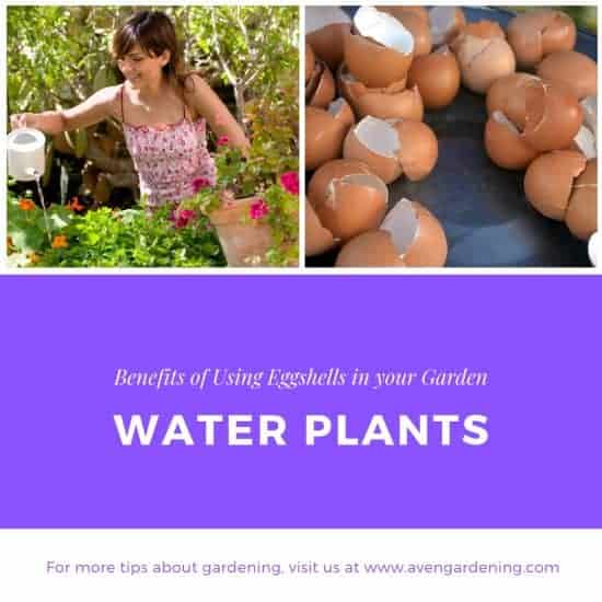 Water Plants