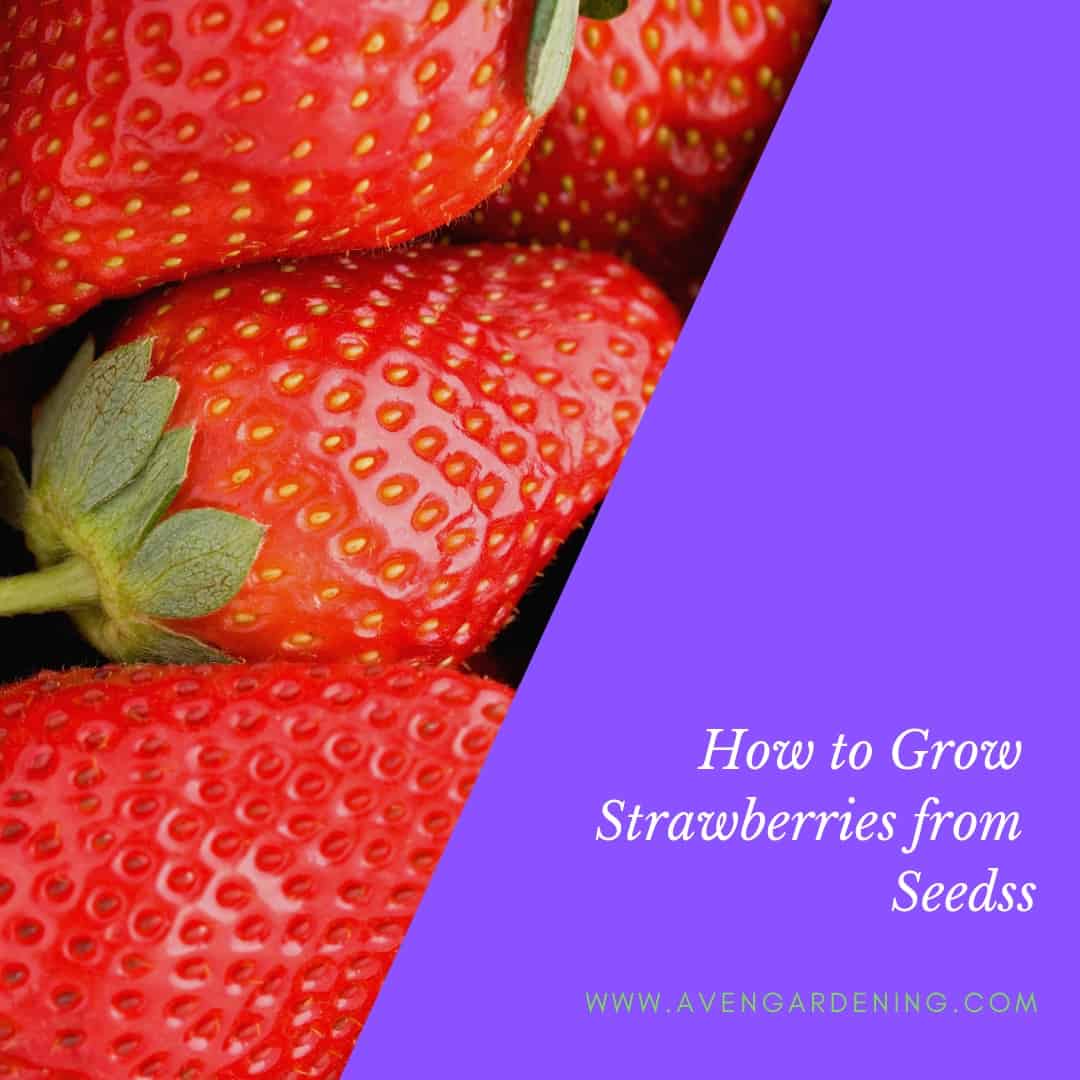 Do strawberry plants come back each year information